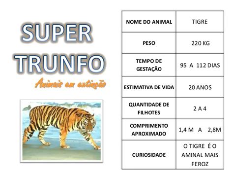 Ficha Técnica do Tigre e Nome Científico Mundo Ecologia