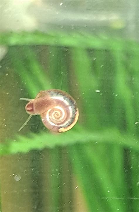 Identification Help Identify Baby Snail Pets Stack Exchange