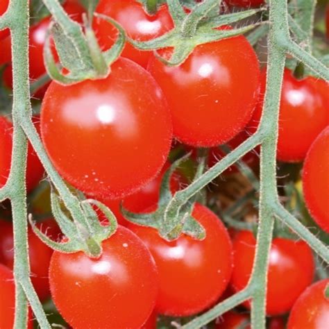 Graines potagères TOMATE CERISE BARTELLY F1 PROSEM