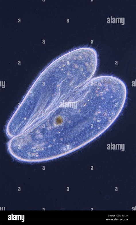 Konjugation Zellteilung Paramecium Ciliata Protozoen Optische