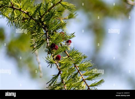 Tamarack Pine Hi Res Stock Photography And Images Alamy