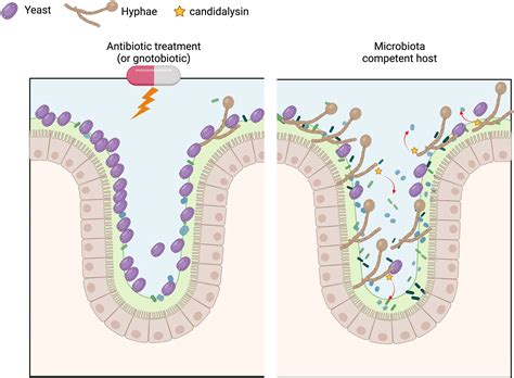 Candidalysin An Unlikely Aide For Fungal Gut Commensalism Cell Host And Microbe