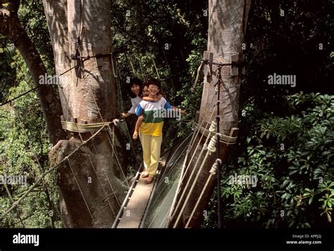 Visitors On Rainforest Canopy Walkway Poring Hot Springs Sabah Malaysia