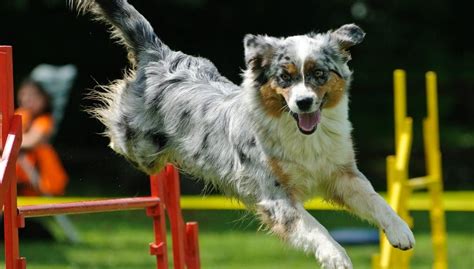 Dog Agility Competitions How To Start Science On Risks Pros And Cons