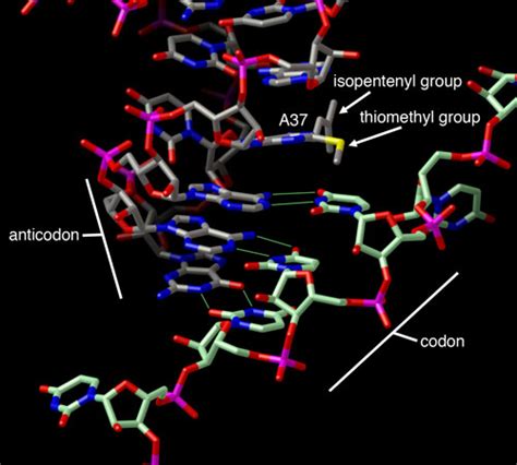 Pdb 101 Learn Structural Biology Highlights Trna Isopentenyltransferase Miaa