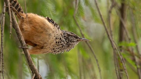 Cactus Wren: Field Guide, Pictures, Habitat & Info - Optics Mag