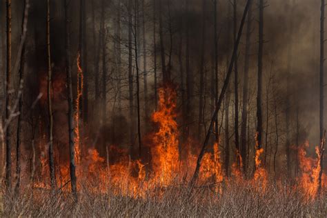 Greenpeace Argentina Así Es Como La Destrucción De Bosques Aumenta