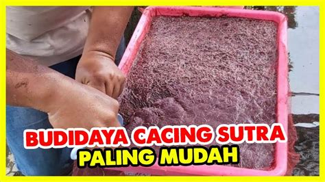 Budidaya Cacing Sutra Paling Mudah Bagi Pemula Di Jamin Untung Besar