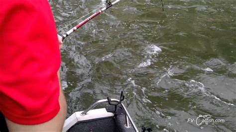 Giant July Flathead Catfish Youtube