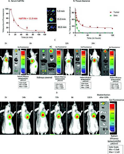 Frontiers Development Of A Fibroblast Activation Off