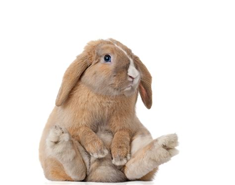6 of The Most Adorable Bunnies Wallpaper Pack - High Definition, High ...