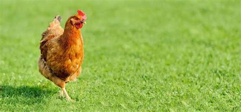 Cría Doméstica Cómo Criar Gallinas Ponedoras En Casa Vida Con Mascotas ️