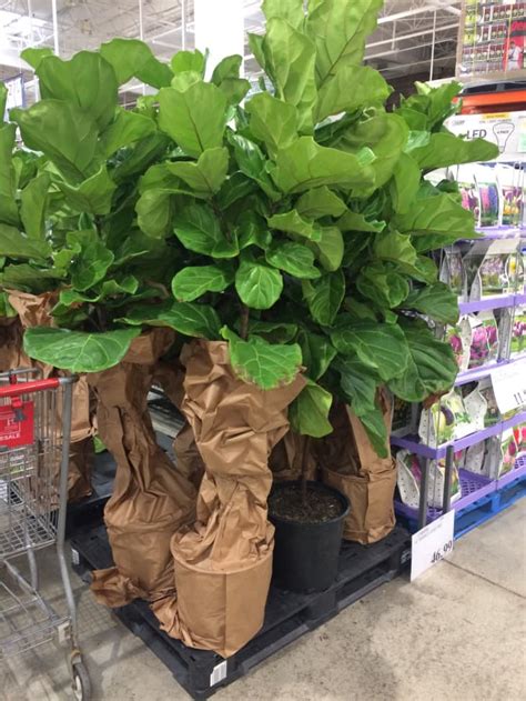 Drop What You’re Doing: This “It” Plant Is Available At Costco ...