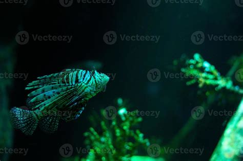 Underwater World Lionfish Fish In An Aquarium 17532012 Stock Photo At