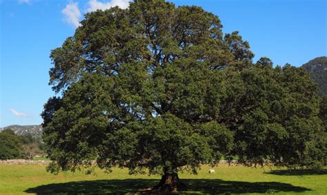 Revisa cinco árboles que consumen poca agua ideales para reforestar