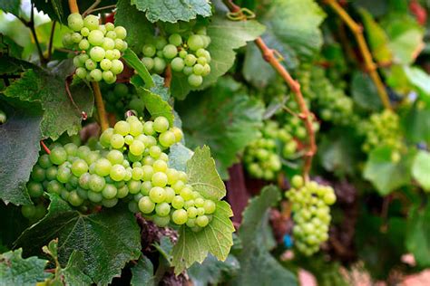 Chardonnay Grapes Burgundy Stock Photos Pictures And Royalty Free Images