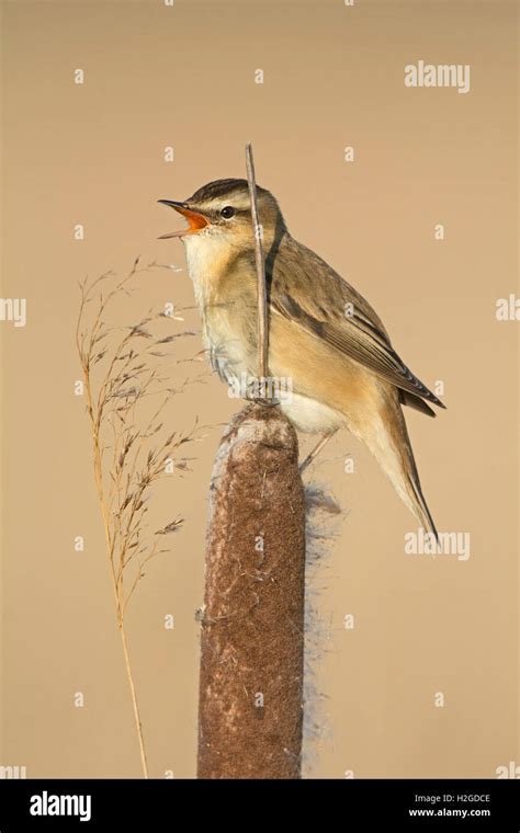 Sedge Warbler Acrocephalus Schoenobaenus Singing In Reedbed North