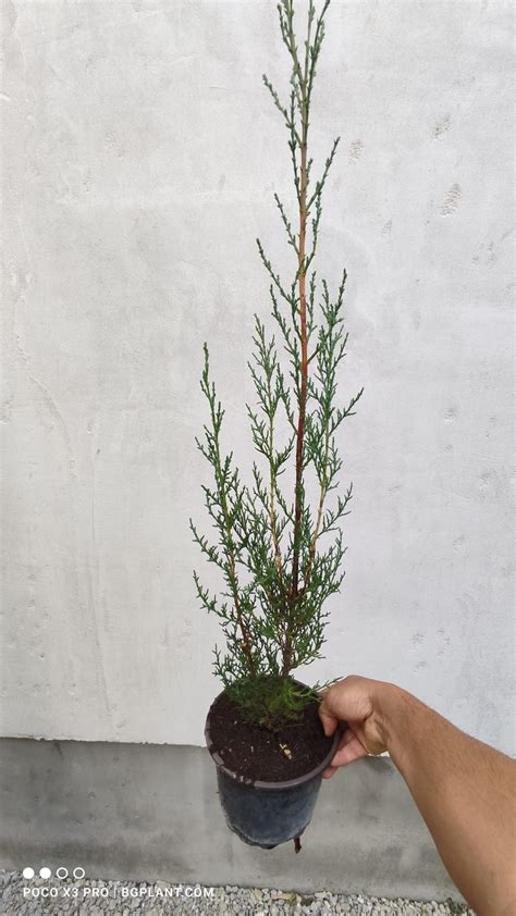 Обикновен кипарис Cupressus sempervirens 70-80 см. - Разсадник ...