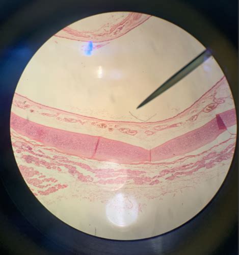 Practical Histology Flashcards Quizlet