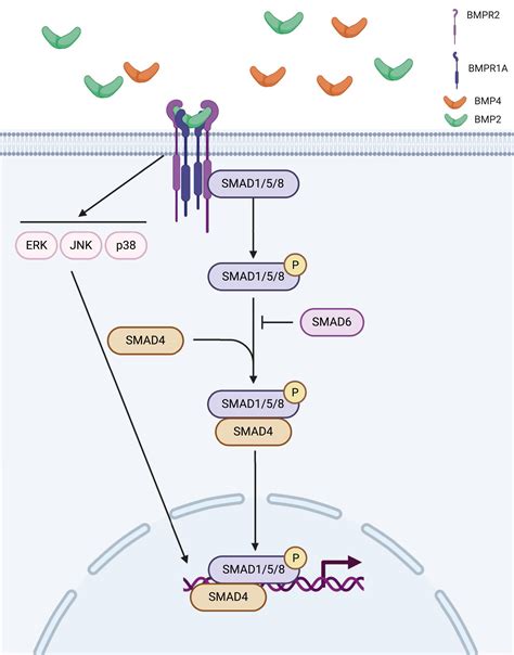 BMPR2 As A Novel Predisposition Gene For Hereditary Colorectal