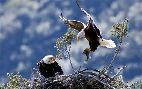 Bald eagles have found themselves a new home: Suburbia | Bald eagle