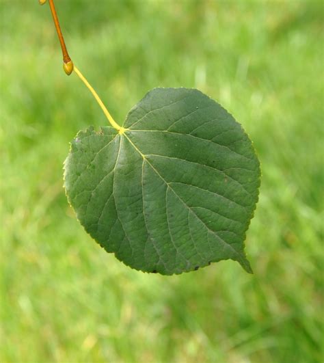 Tilia Cordata Savaria Tilia Cordata Savaria Van Den Berk Nurseries