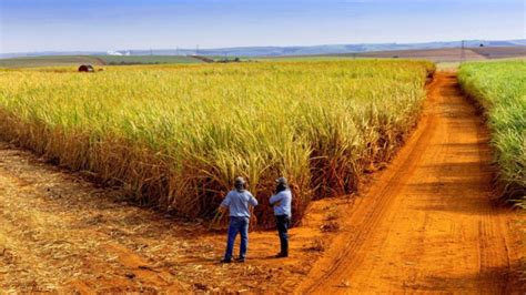 Cresce A Certifica O No Setor Sucroalcooleiro Agribrasilis