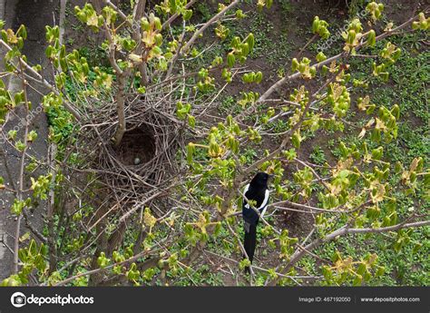 Magpie Nest