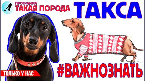 Такая порода - Такса - YouTube