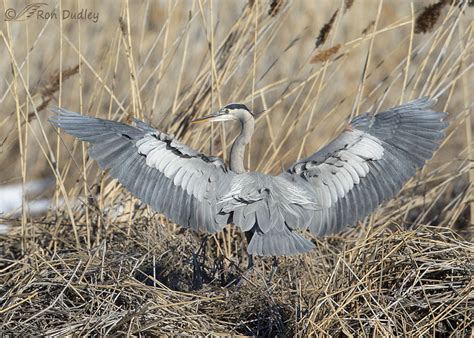 Each Dorsal Feather Group Of A Great Blue Heron On Display – Feathered ...