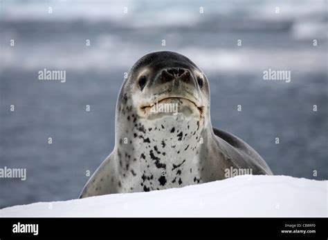 Leopard seal / sea leopard (Hydrurga leptonyx) resting on iceberg in ...