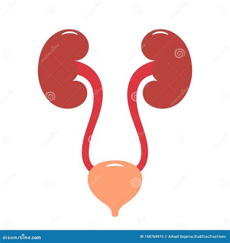 Urinary Tract Infection Clip Art Vector Images