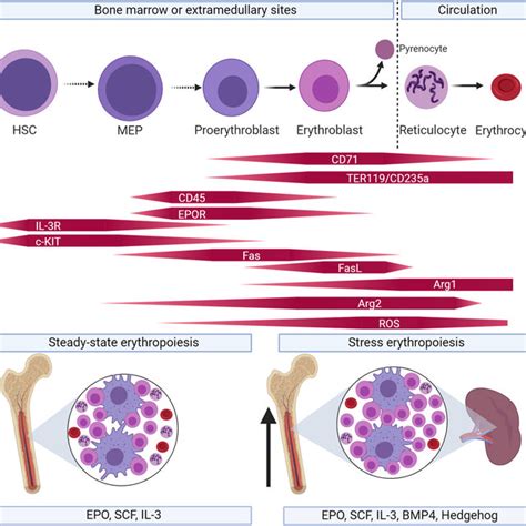 Pdf The Role Of Cd71 Erythroid Cells In The Regulation Of The Immune