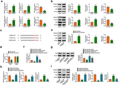 MiR 221 3p targeted TGFBR1 and suppressed TGF β1 Nrf2 pathway a The