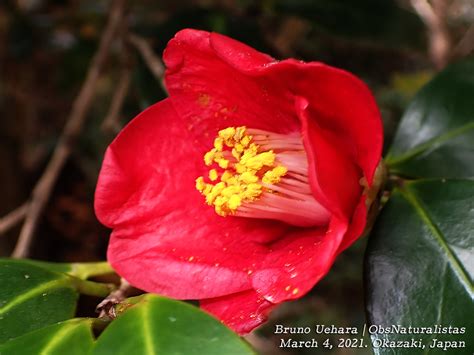 Details 100 Imagen Flor Camelia Japonesa Abzlocalmx