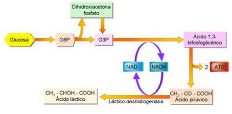 Ciclo De Krebs