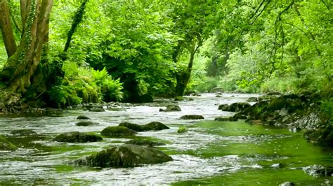 Dartmoor River Passing Through Forest In Uk K Lush River Sounds