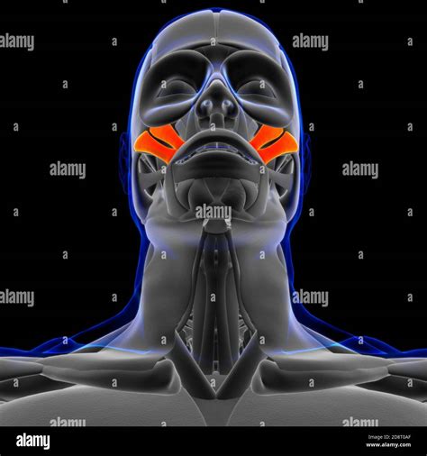 Zygomaticus Major And Minor Muscle Anatomy For Medical Concept 3d