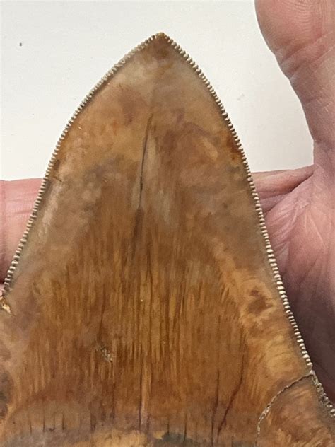 Énorme dent de Megalodon 14 0 cm 5 51 pouces Dent fossile