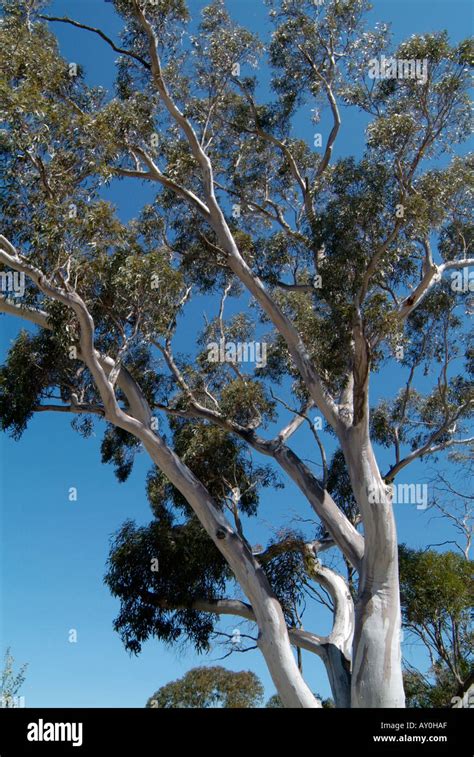 Gum Tree Australia Australian Wood Branch Leaves Native Plant