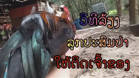 วิทีเลี้ยงไก่ลูกประสมป่าให้เชื่อง ວິທີລ້ຽງໄກ່ລູກປະສົມປ່າໃຫ້ຂຸ້ນເຈົ້າຂອງ F2 น้ำ2 Youtube