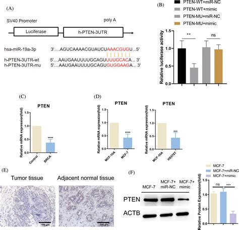 Biocell Free Full Text Mir A P Pten Axis Regulates The