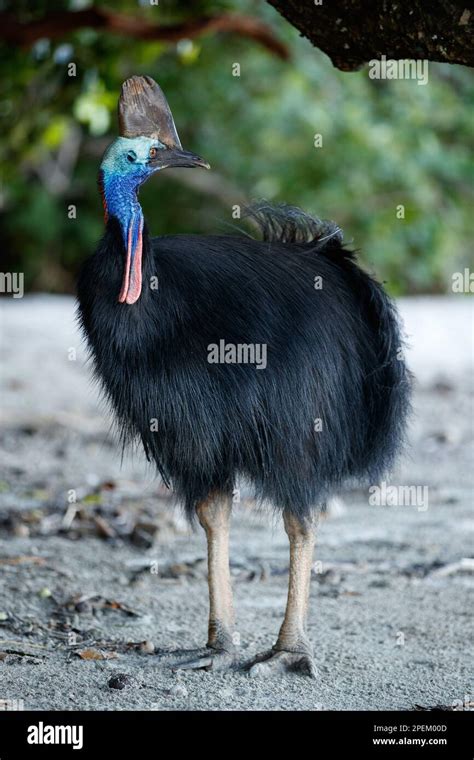 Southern Cassowary Casuarius Casuarius Etty Bay Queensland