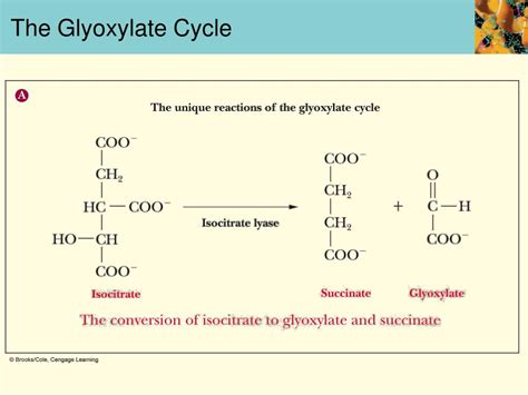 Ppt The Central Role Of The Citric Acid Cycle Powerpoint Presentation