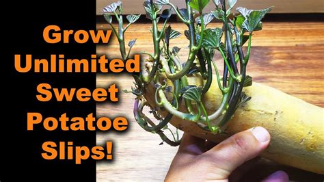 How To Grow Sweet Potatoes Growing Slips Part 1 Of 3 Youtube Growing Sweet Potatoes