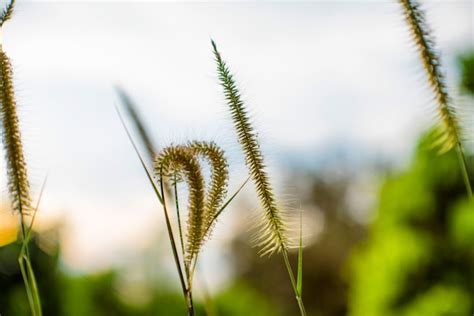 Premium Photo Close Up Flower Grass