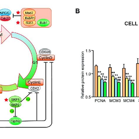 Commonly Downregulated Proteins Involved In The Cell Cycle Signaling