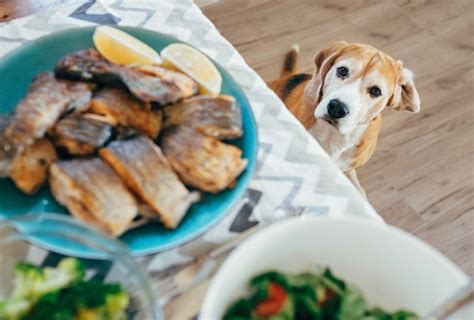 Cachorro Pode Comer Peixe Maternidade Hospital Octaviano Neves