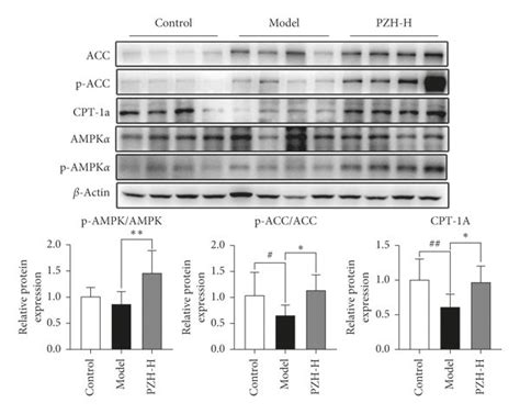 Effect Of Pzh On Ampk Acc Cpt1a Pathway A The Levels Of P Ampk Download Scientific Diagram