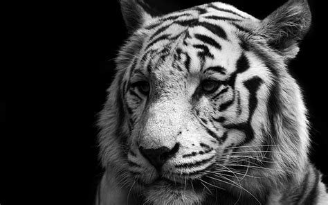 HD wallpaper: tiger, wildlife, black and white, mammal, monochrome photography | Wallpaper Flare